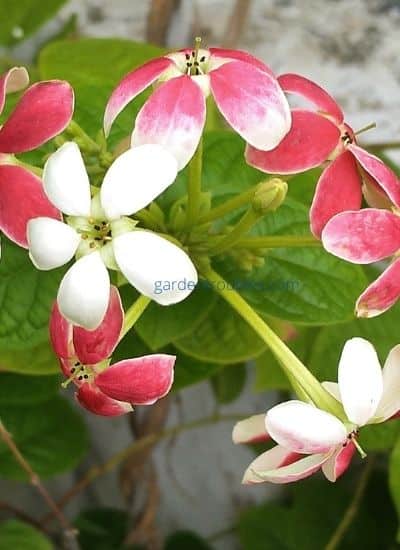 Madhumalti Flowering Season/Time