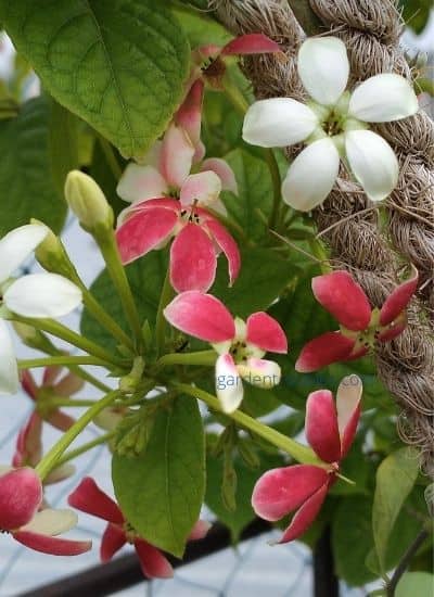 Madhumalti - creeper plant in india