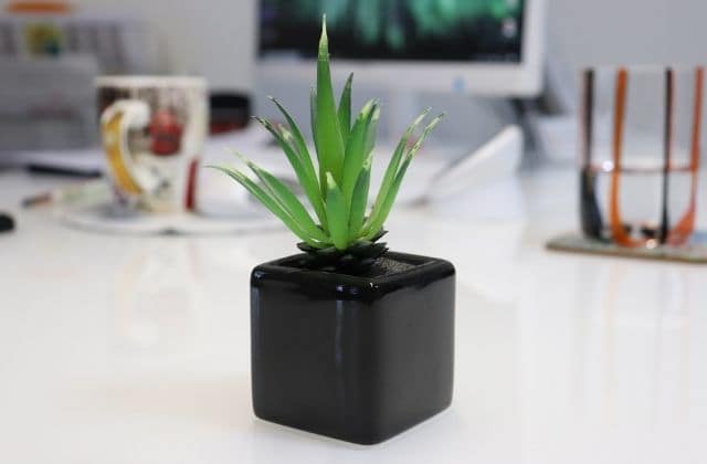 small plants for office desk india