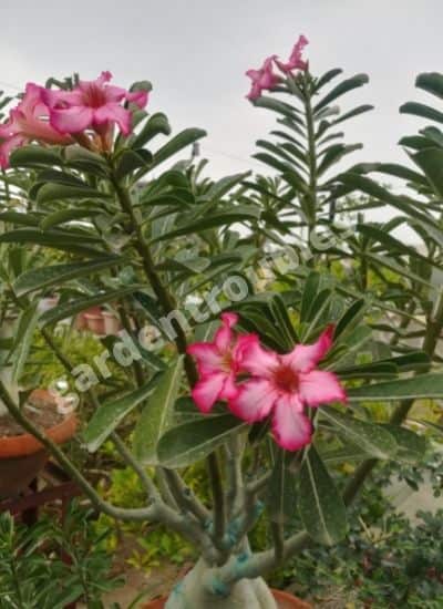 Adenium Plant Care India