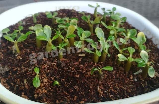 Adenium Seedlings In Coco peat