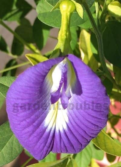 Aparajita flower - Creeper Plant in India