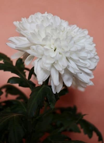 Beautiful Chrysanthemum flower - Guldavari