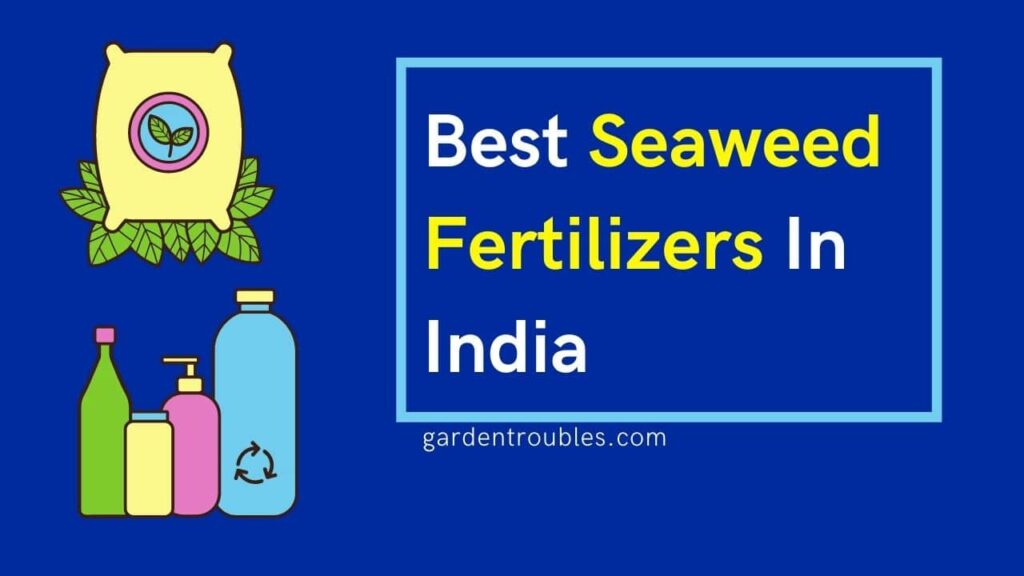 Best Seaweed Fertilizer In India