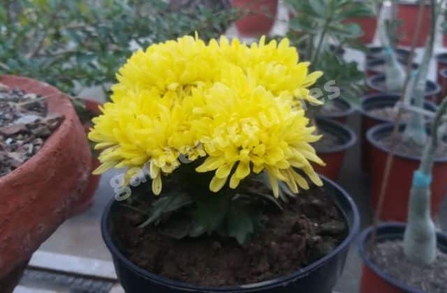 Chrysanthemum Care India - Shevanti Flower In Pot