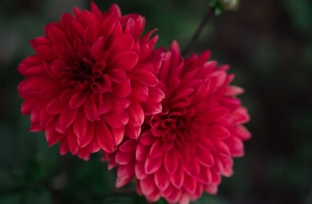 Chrysanthemum - Red Colored Shevanti flower