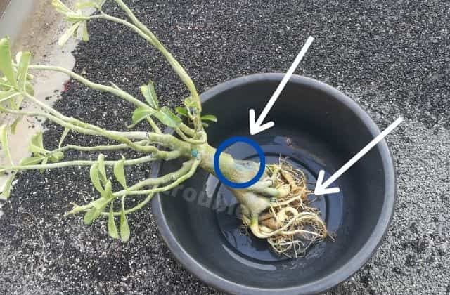 Save Desert Rose From Root Rot