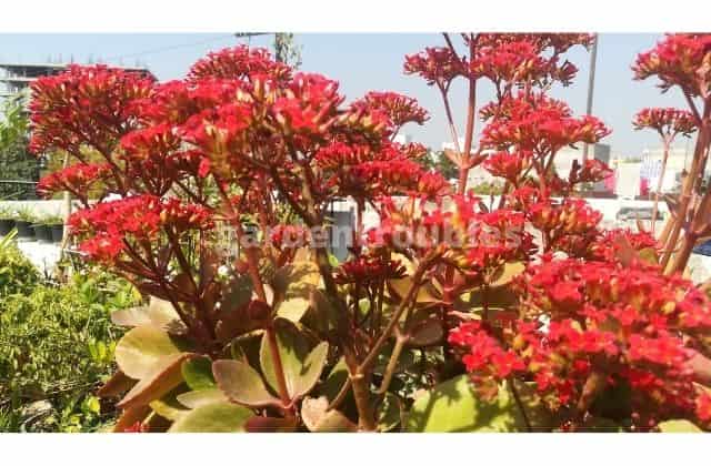 Florist kalanchoe - 12 months flowering plants in india