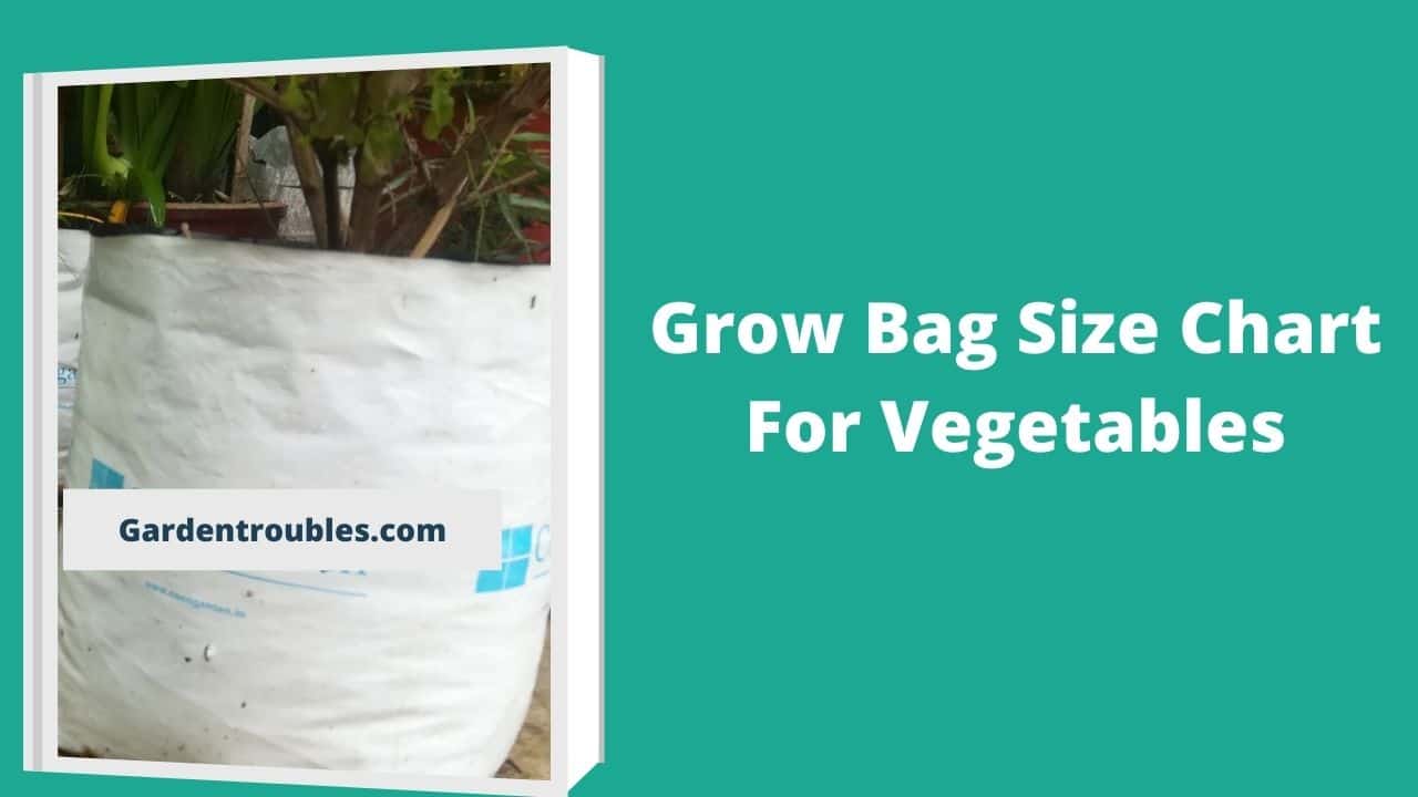 Grow Bag Size Chart India According to Vegetables Garden Troubles