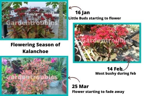 Kalanchoe Flowering Season In India