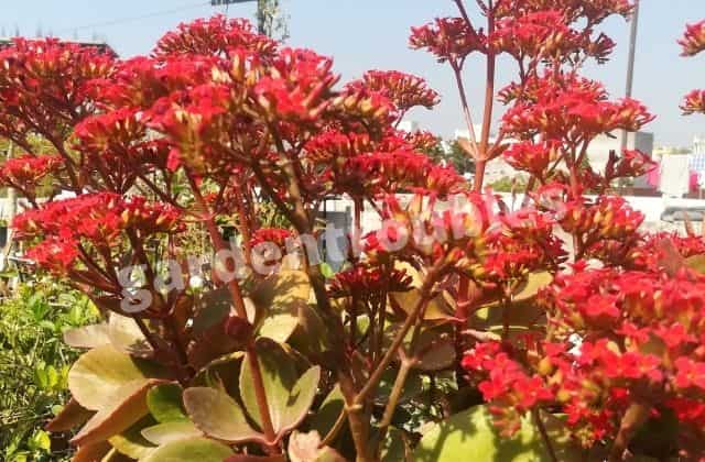 Kalanchoe Plant Care India