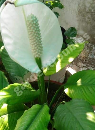 Peace Lily In India - Taking care of peace lily