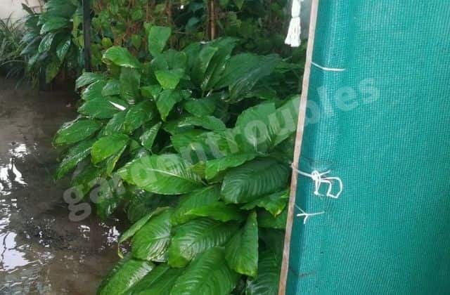 Peace Lily Under Green Net - Peace lily care india