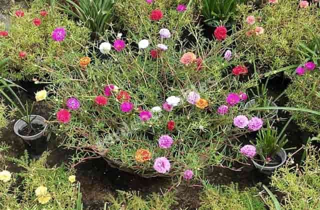 Portulaca flower plant