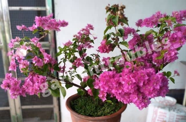 bougainvillea - permanent flowering plant growing in pot