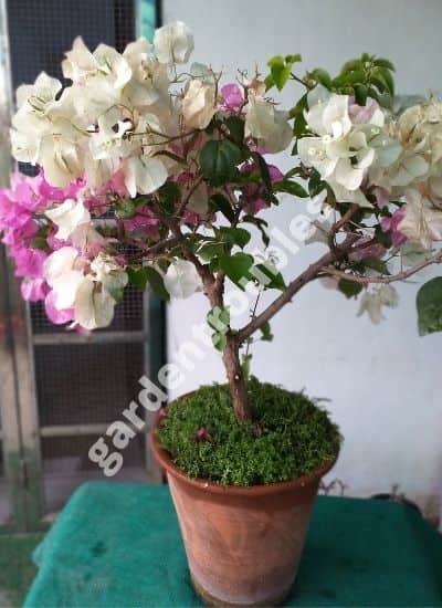 growing Bougainvillea in pots india