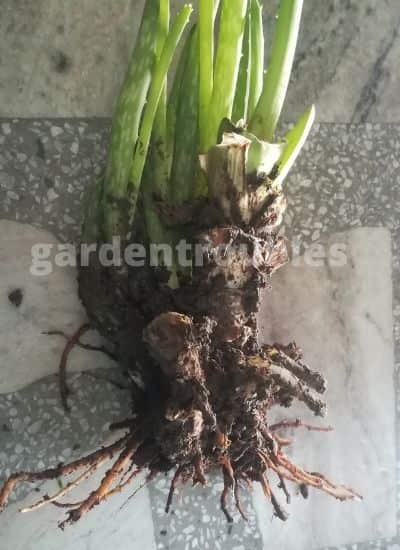 Aloe vera with root rot