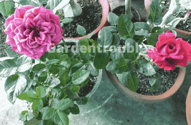 Rose Plant Care in India