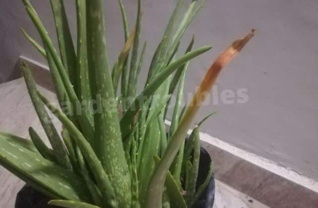 early stage of root rot in aloe vera