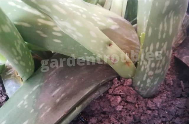 last stage of root rot in aloe vera
