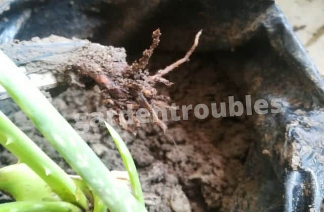 reason behind root rot in aloe vera