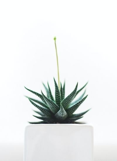 what to do with haworthia flower stalk