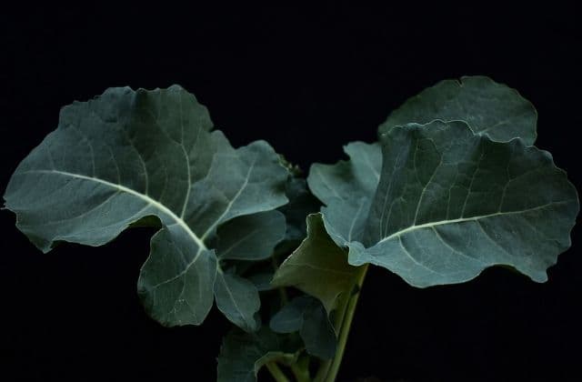 Broccoli Sapling