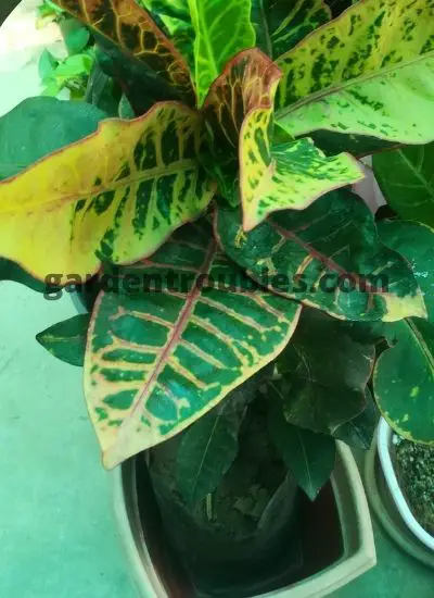 Croton Plant Care in India in Pots