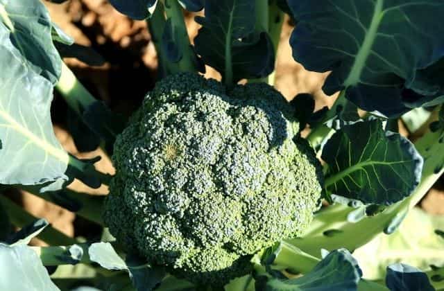 Growing Broccoli at home in India