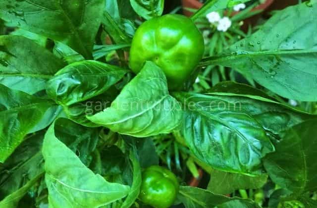 How to grow capsicum at home