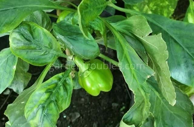 How to grow capsicum from seeds at home