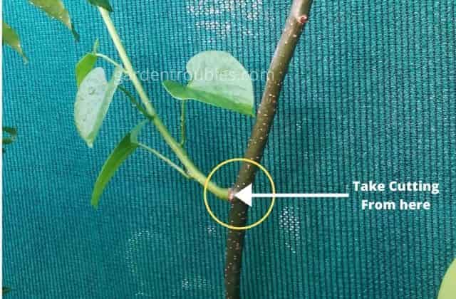 How to grow giloy from cuttings
