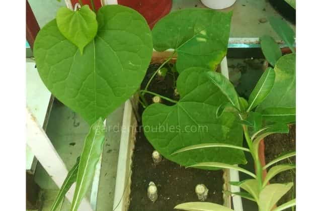 growing giloy plant at home