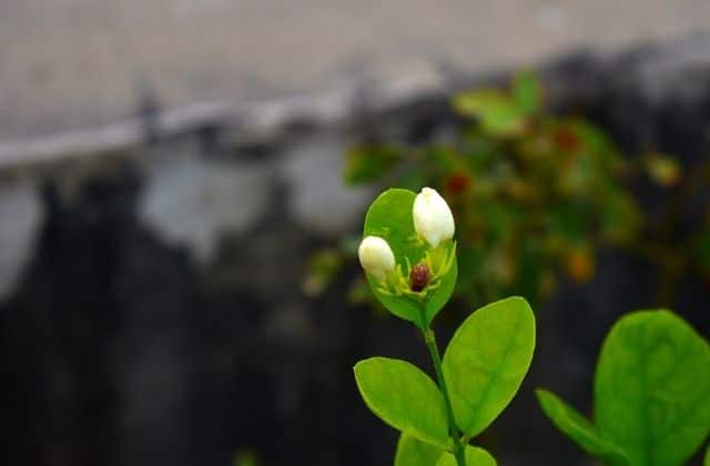 Mogra Plant Not Flowering