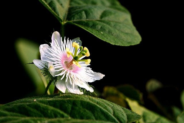Krishna Kamal Flower
