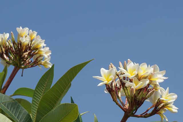 Champa Flower Plant
