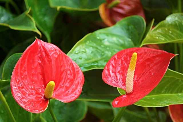 Red Peace Lily Plant Care