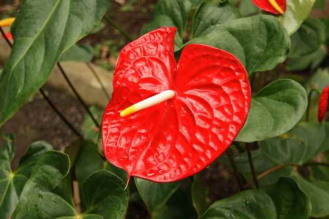 How to take care of Red Peace Lily