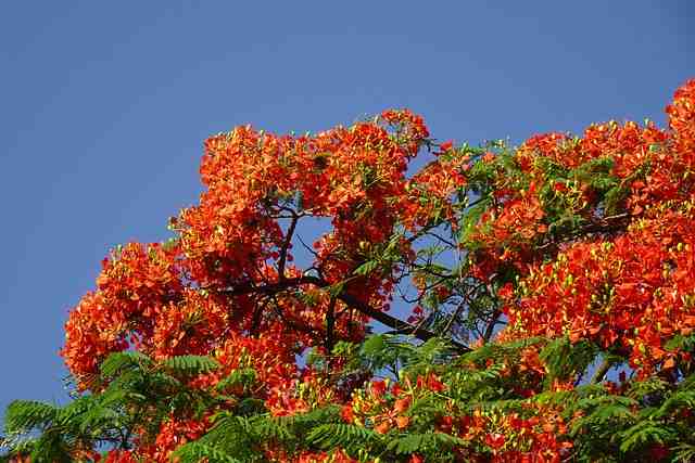 Flowering Trees in India - Gulmohar