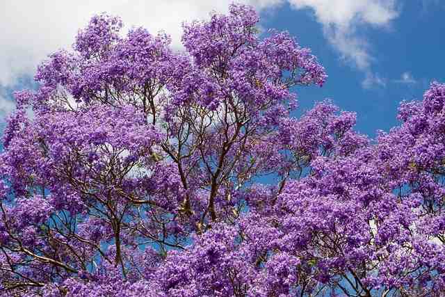 Jarcanda - Blue Flowering Trees in India