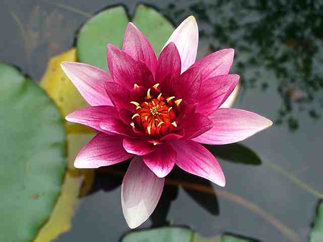 Water Lily - Rainy Season Flower in India