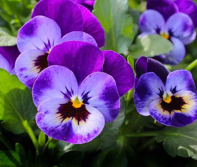 Pansy - Winter Flower in India