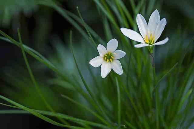 Rain Lily - Rainy Season Flower India